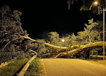 Bursa’da kavak ağacı yıkıldı, yol kapandı
