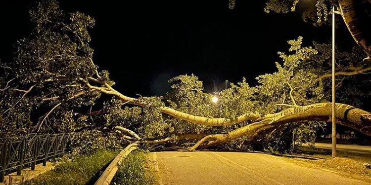 Bursa’da kavak ağacı yıkıldı, yol kapandı