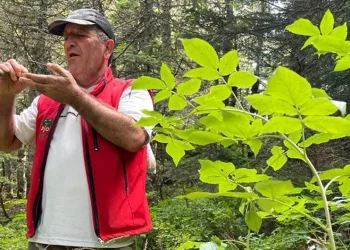 Bursa’da ormanlara giriş yasağı bitti