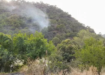 Tokat’ta ormanlık alanda yangın