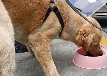 Gıda atıkları hayvan mamasına dönüştürülecek