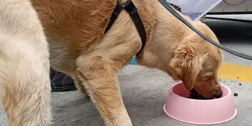 Gıda atıkları hayvan mamasına dönüştürülecek