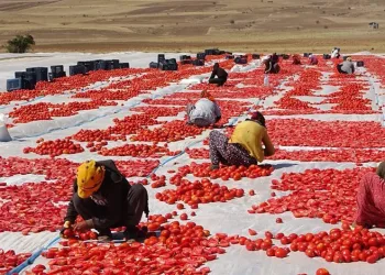 Bitlis’ten yurt dışına kurutulmuş domates ihracatı