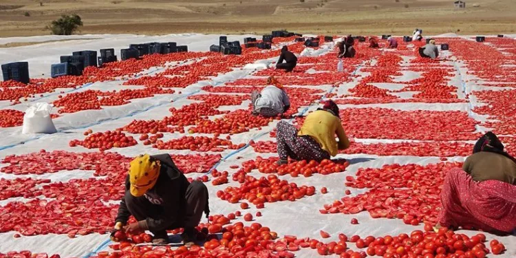 Bitlis’ten yurt dışına kurutulmuş domates ihracatı