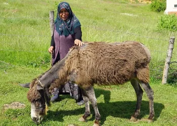 Düğün hediyesi olan eşek, can yoldaşları oldu