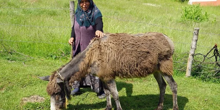 Düğün hediyesi olan eşek, can yoldaşları oldu