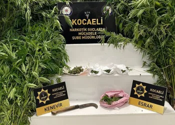 Kocaeli’de hint keneviri keserken suçüstü yakalandı