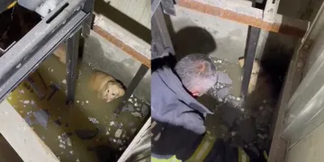 Kocaeli’de asansör boşluğuna düşen köpekleri itfaiye kurtardı