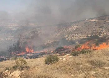 Gaziantep’te orman yangını