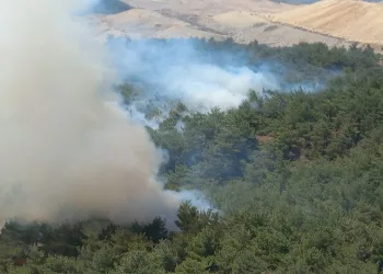 Manisa Soma’da orman yangını