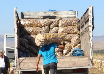 Afyonkarahisar’da kışlık patates hasadı