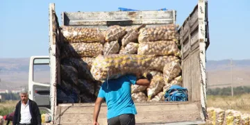 Afyonkarahisar’da kışlık patates hasadı