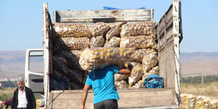 Afyonkarahisar’da kışlık patates hasadı