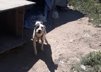 Konya’da pitbull besleyen şahsa 14 bin 982 lira ceza