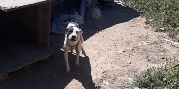 Konya’da pitbull besleyen şahsa 14 bin 982 lira ceza