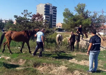 Bursa’da başıboş atlar yakalandı