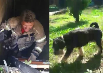 Bursa’da çukura düşen köpeği iftaiye kurtardı