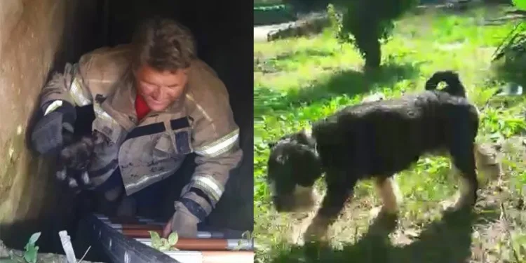 Bursa’da çukura düşen köpeği iftaiye kurtardı