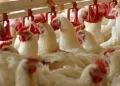 Tavuk fabrikasında zehirlenme şüphesi