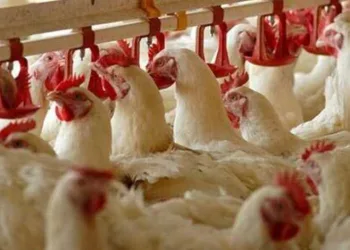 Tavuk fabrikasında zehirlenme şüphesi