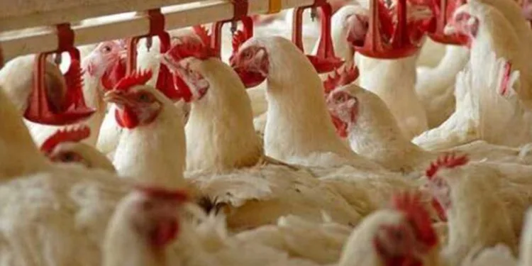 Tavuk fabrikasında zehirlenme şüphesi