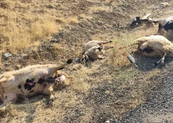 Elazığ’da otomobil sürüye daldı: 12 koyun telef oldu