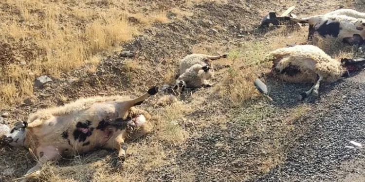 Elazığ’da otomobil sürüye daldı: 12 koyun telef oldu