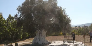 1300 yıllık zeytin ağacı 250 kilo ürün verdi