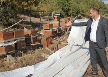 Bursa’da ayılar arı çiftliğini bastı