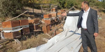 Bursa’da ayılar arı çiftliğini bastı