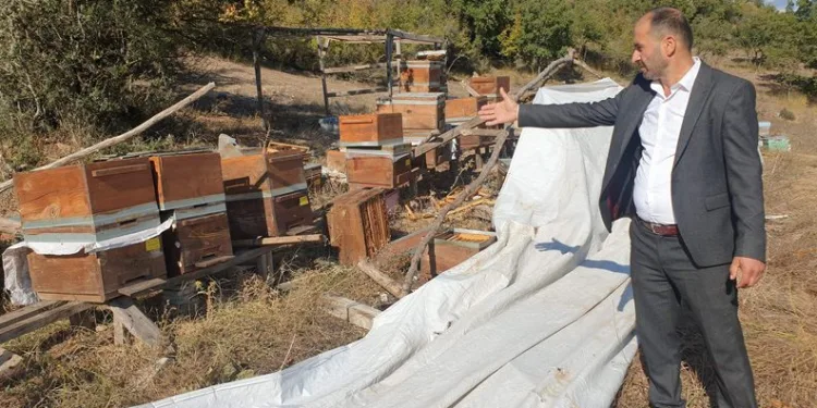 Bursa’da ayılar arı çiftliğini bastı