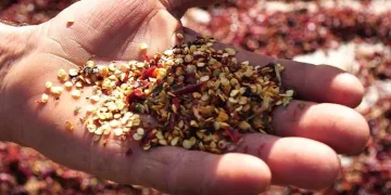 Bursa’dan çıkıp dünya sofralarında yerini alıyor