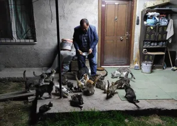 Kendi imkanlarıyla 80 kediyi besliyor