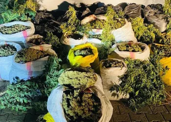 Bingöl’de 6 milyon 400 bin kök kenevir ele geçirildi