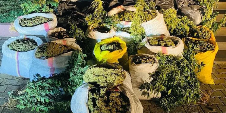 Bingöl’de 6 milyon 400 bin kök kenevir ele geçirildi