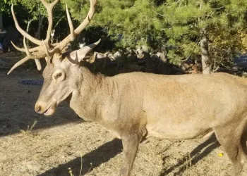 Geyikleri elle besleyenlere para cezası getirildi