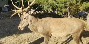Geyikleri elle besleyenlere para cezası getirildi