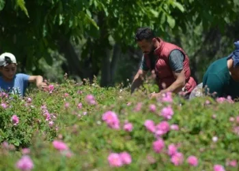 Isparta’da gül çiçeği taban fiyatı belli oldu
