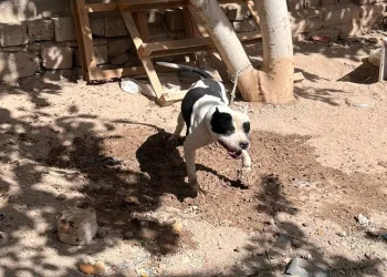 Konya’da pitbull besleyenlere para cezası
