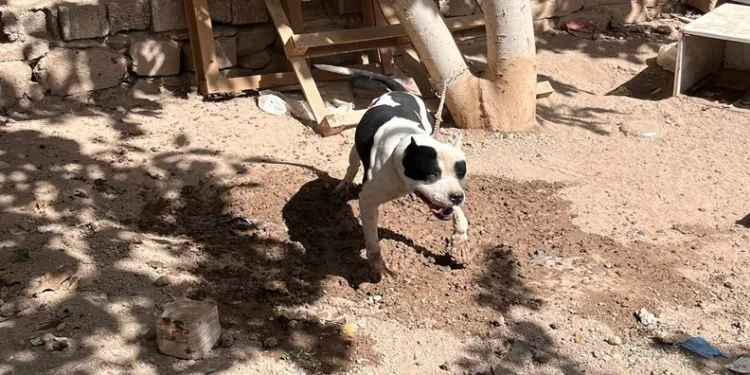 Konya’da pitbull besleyenlere para cezası