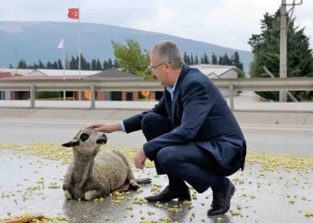 Bursa’da TIR çarpan koyun tedavi altına alındı