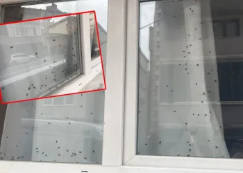 Camdaki sinekleri görenler evde ceset var sandı