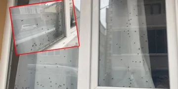 Camdaki sinekleri görenler evde ceset var sandı