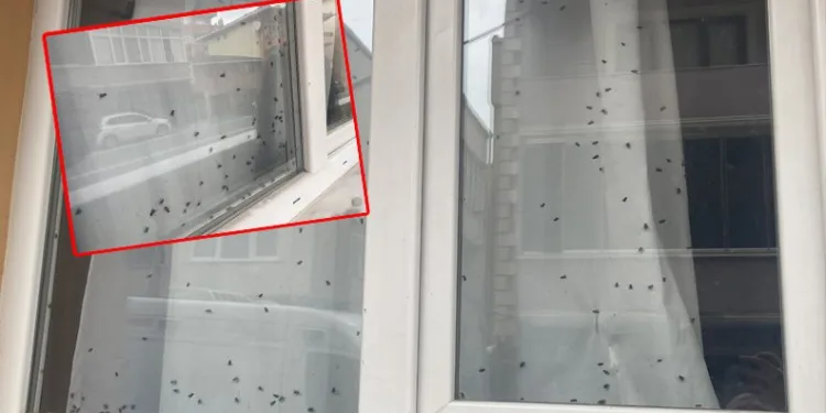 Camdaki sinekleri görenler evde ceset var sandı