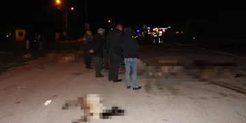 Amasya’da otomobillerin çarptığı koyunlar telef oldu