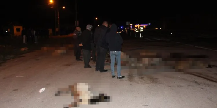 Amasya’da otomobillerin çarptığı koyunlar telef oldu