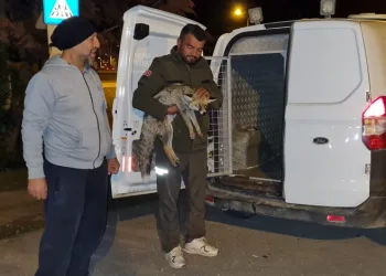 Bursa’da yaralı bulunan tilkiye tedaviye alındı