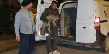Bursa’da yaralı bulunan tilkiye tedaviye alındı