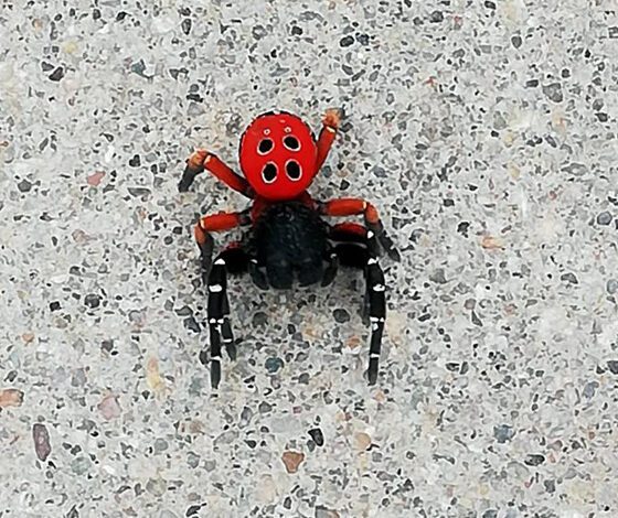 Bursa'da zehirli örümcek türü görüldü