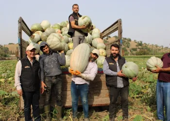 Bal kabağının tarladan sofraya yolculuğu başladı